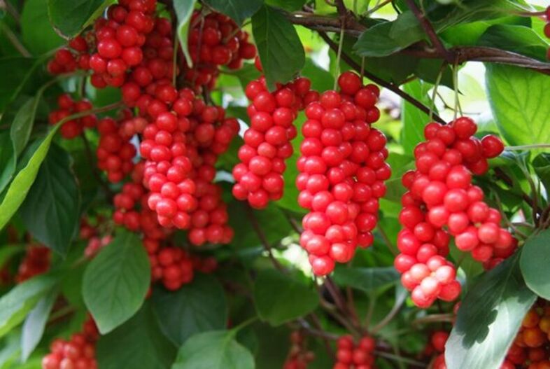 Schisandra เพื่อเพิ่มประสิทธิภาพ